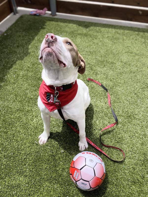 dublin with a soccer ball