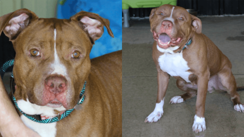 Adopt Breeze, our Mascot of the Match! Kansas City Current