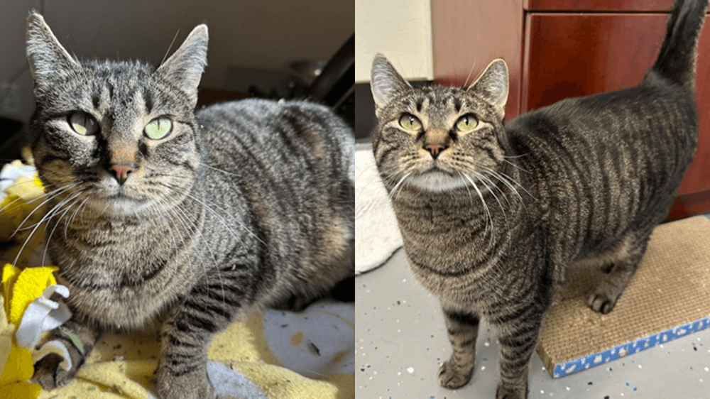 Adopt Celery, our Mascot of the Match Kansas City Current