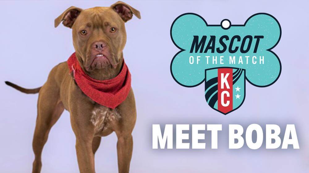 Adopt Boba, our Mascot of the Match!  Kansas City Current