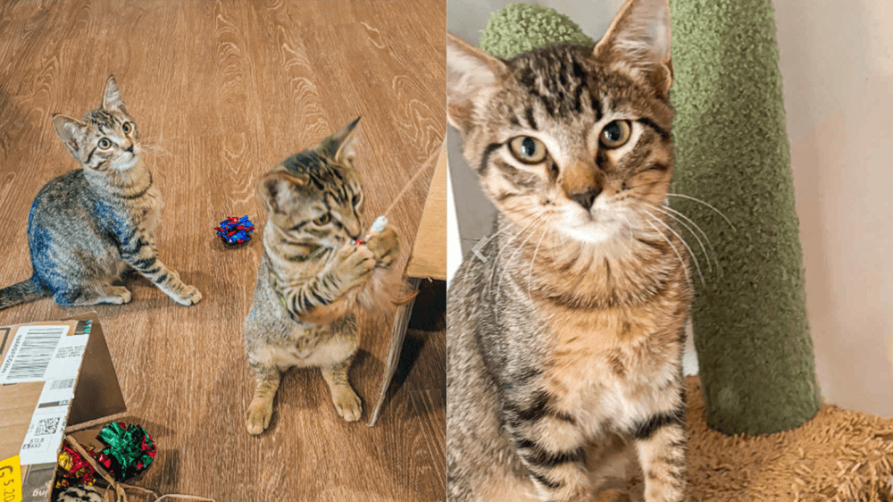 Adopt Chips & Guac, our Mascots of the Match Kansas City Current