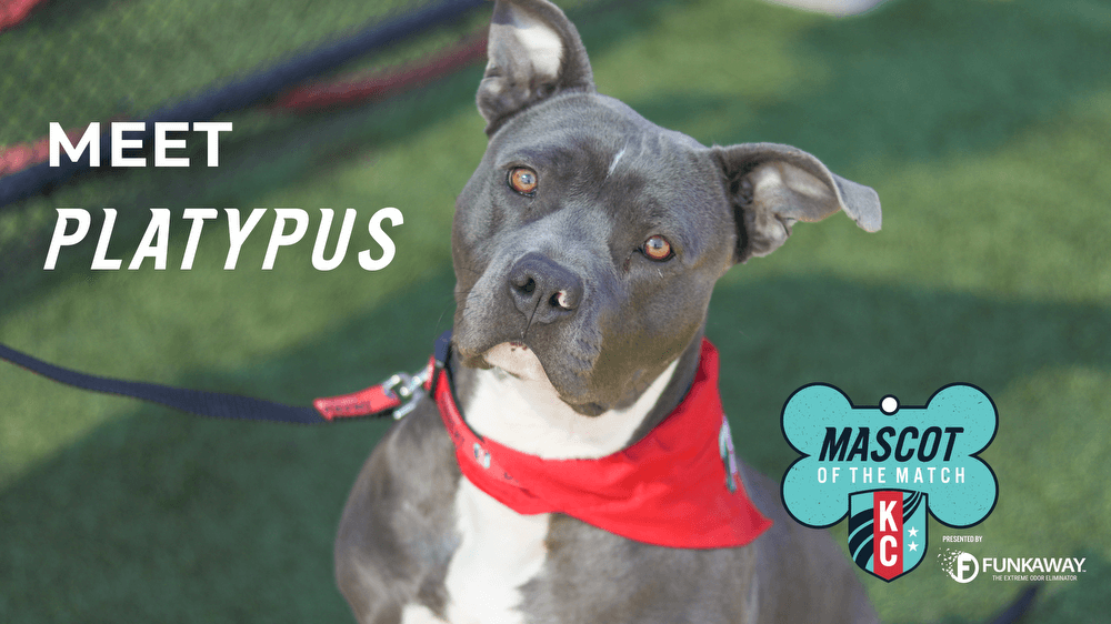 Adopt Platypus! Mascot of the Match Presented by FunkAway Kansas City Current