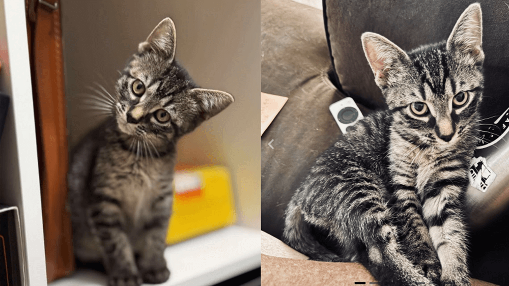 Adopt Shortcake, our Mascot of the Match! Kansas City Current