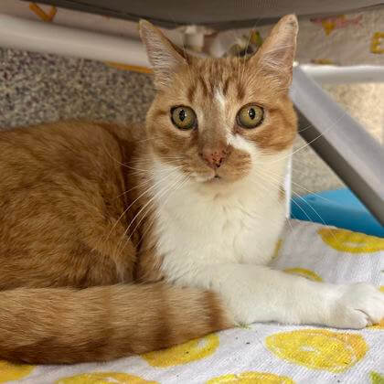 Adopt Hammie, our Mascot of the Match! Kansas City Current
