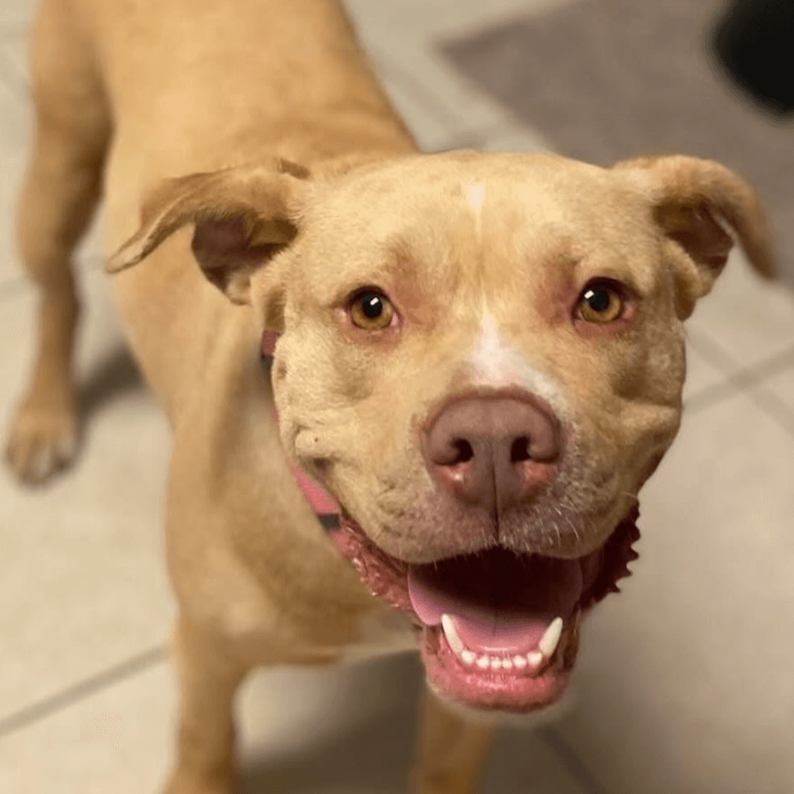 Adopt Piper, our Mascot of the Match! Kansas City Current