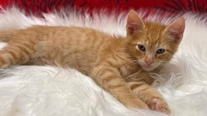 Adopt Mochi, our Mascot of the Match! Kansas City Current