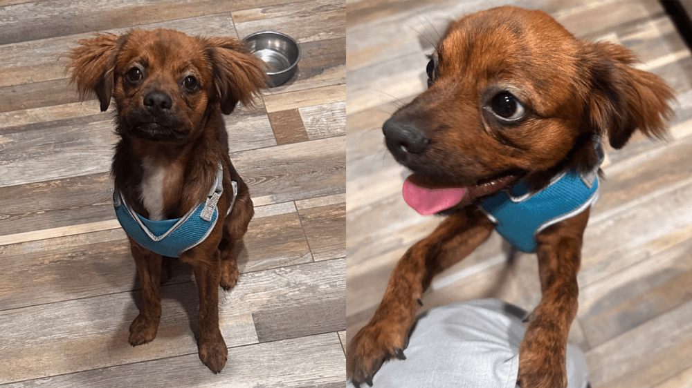 Adopt Theo, our Mascot of the Match Kansas City Current
