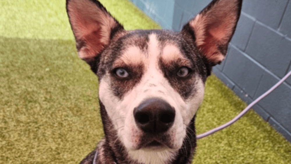 Adopt Alaska, our Mascot of the Match! Kansas City Current