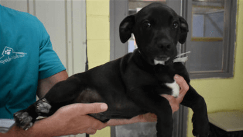 Adopt Sizzle, our Mascot of the Match! Kansas City Current