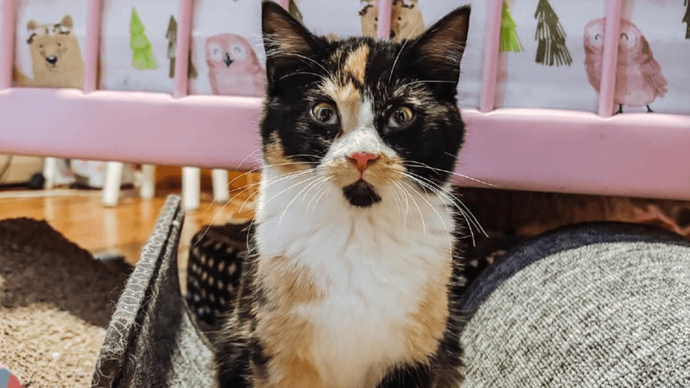 Adopt Freya, our Mascot of the Match! Kansas City Current