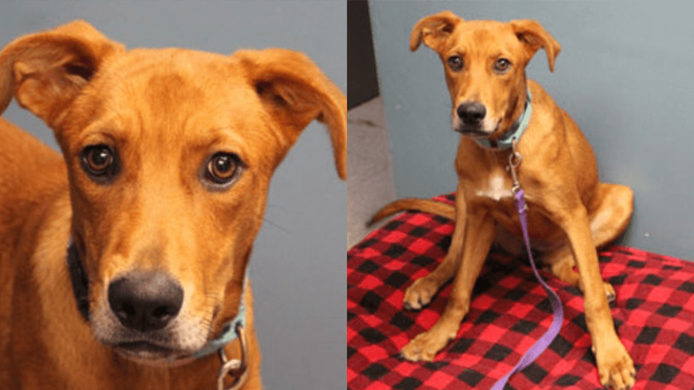 Adopt Ginger, our Mascot of the Match Kansas City Current