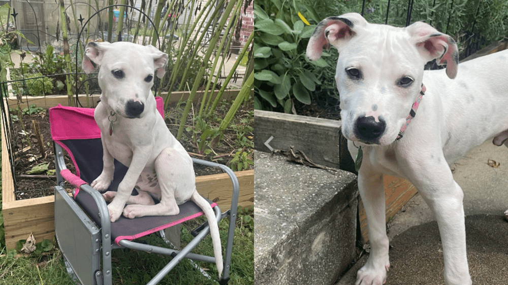 Adopt David, our Mascot of the Match Kansas City Current