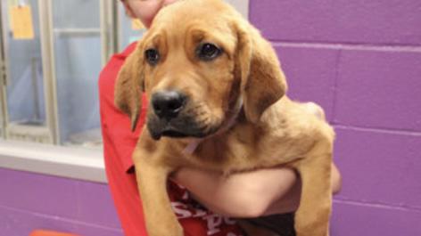 Adopt Avalon, our Mascot of the Match! Kansas City Current