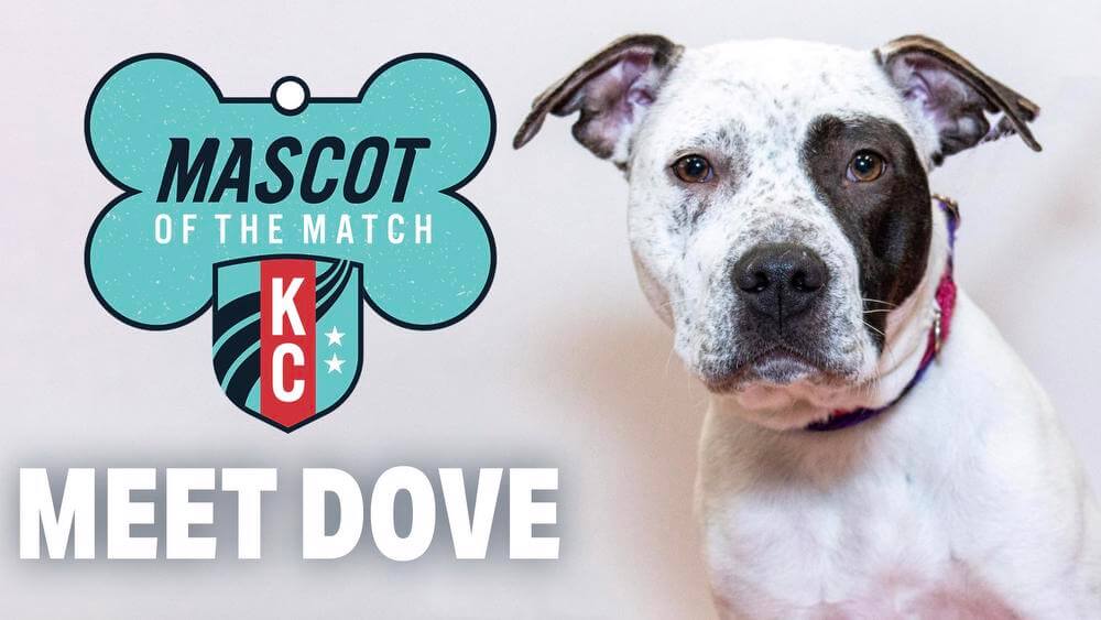 Adopt Dove, our Mascot of the Match!  Kansas City Current