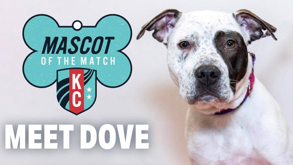  Adopt Dove, our Mascot of the Match!  Kansas City Current