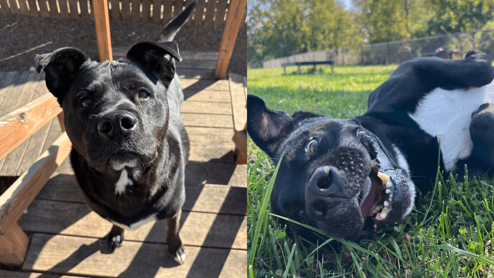 Adopt Riff Raff, our Mascot of the Match! Kansas City Current